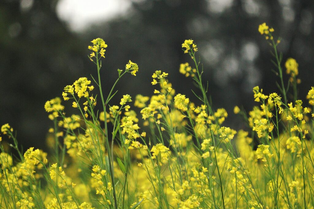 Capture of bright yellow mustard flowers thriving in a lush field, symbolizing nature's beauty.